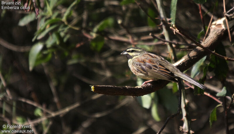 Cirl Bunting male adult
