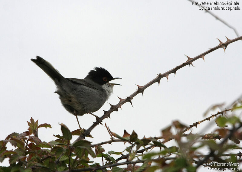 Sardinian Warbler male adult, song