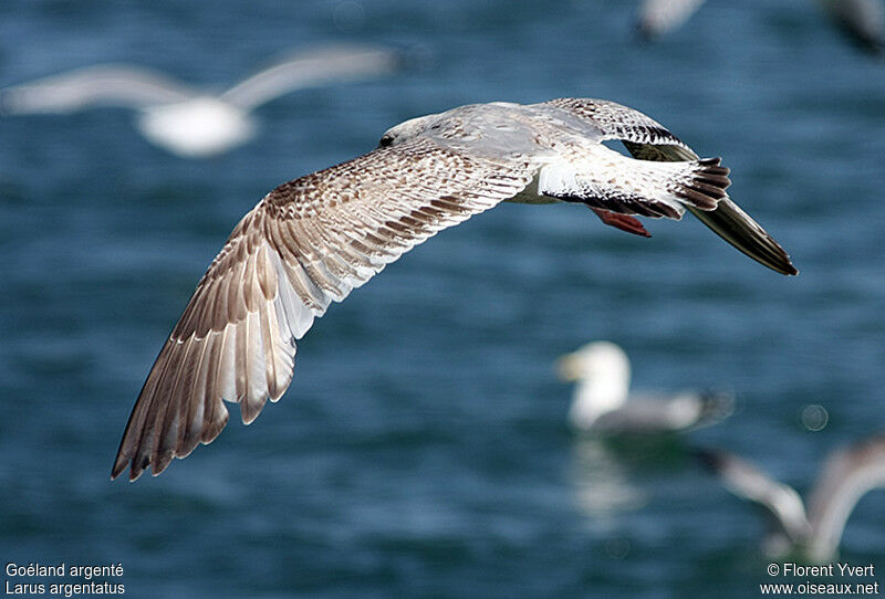 European Herring GullSecond year, Flight