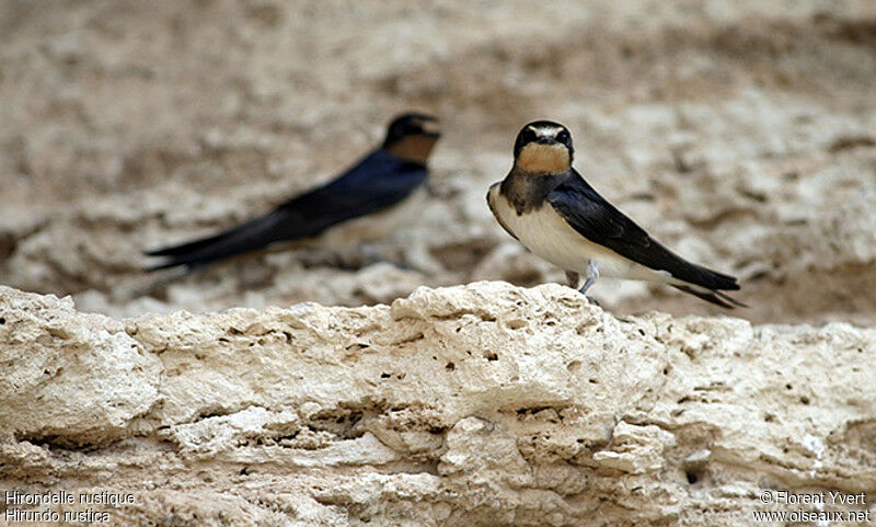 Barn Swallow, Reproduction-nesting