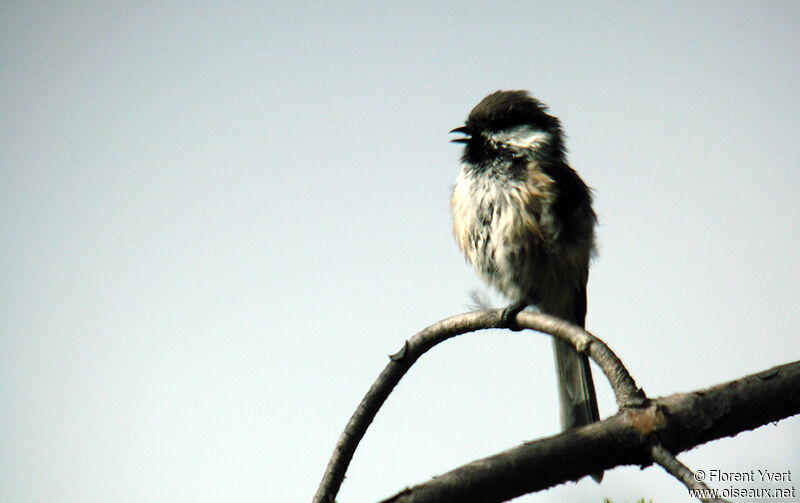 Grey-headed Chickadeeadult breeding, identification, song