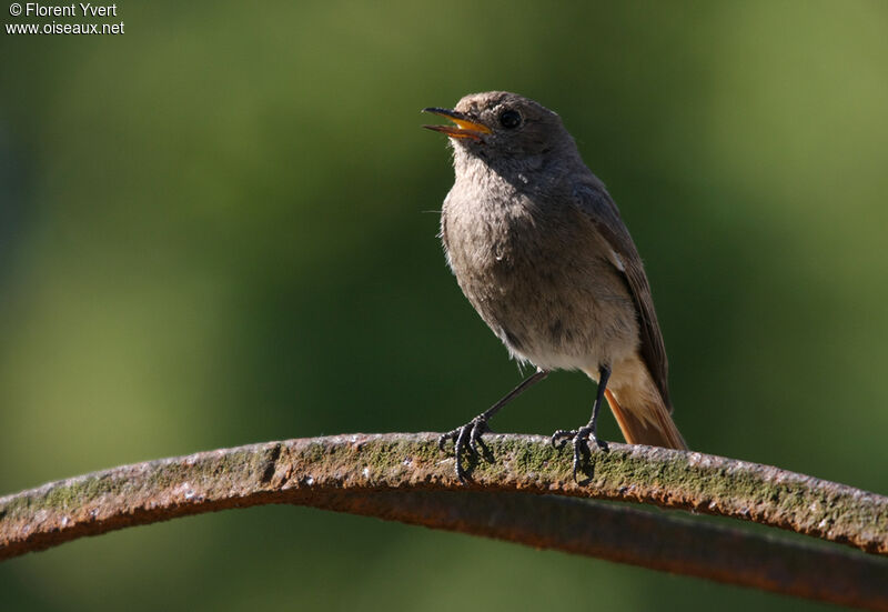 Black Redstart female adult, song